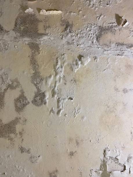 Best Residential Mold Removal  in Adelino, NM